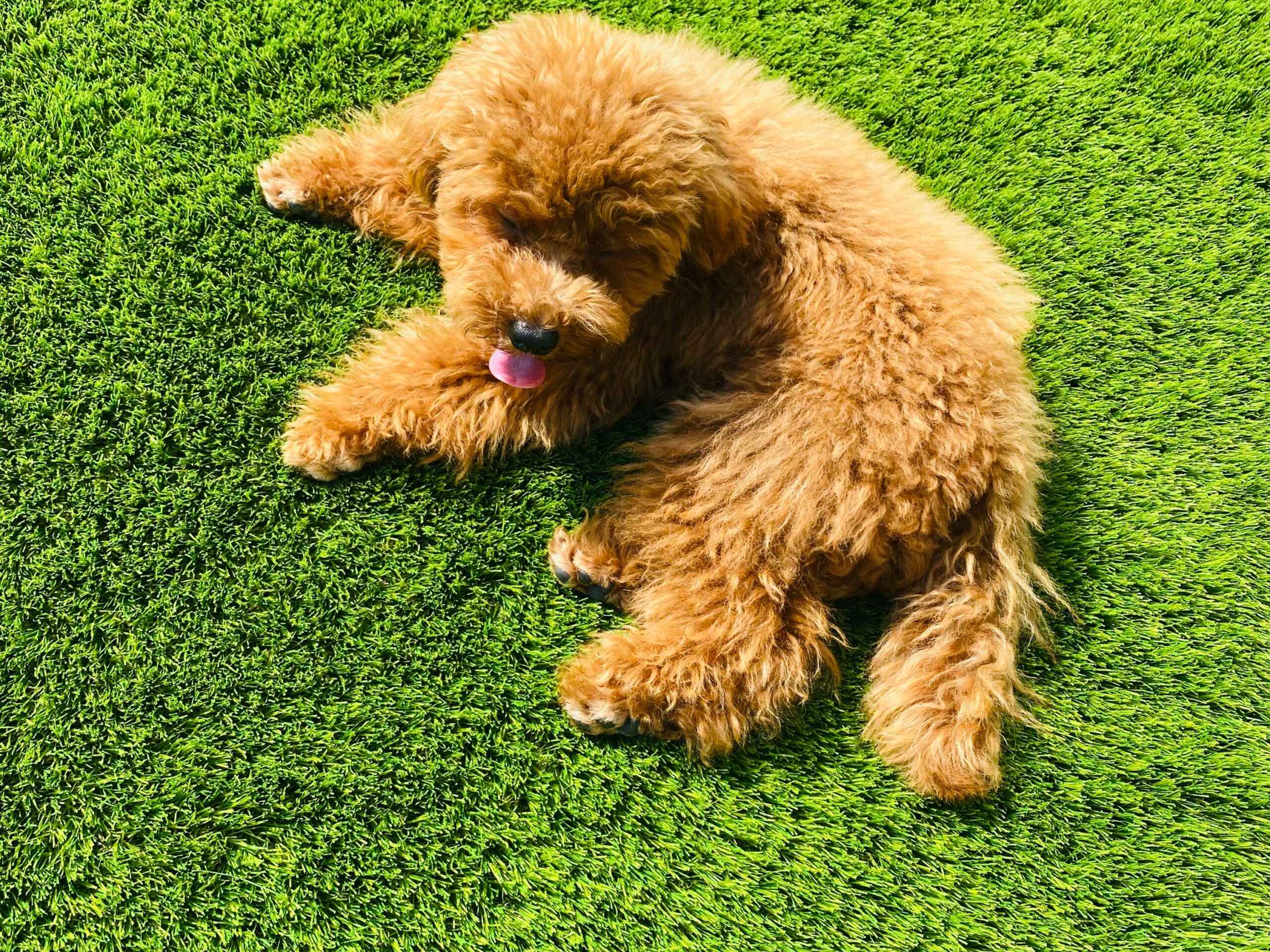 ドックランに人工芝を使うメリット