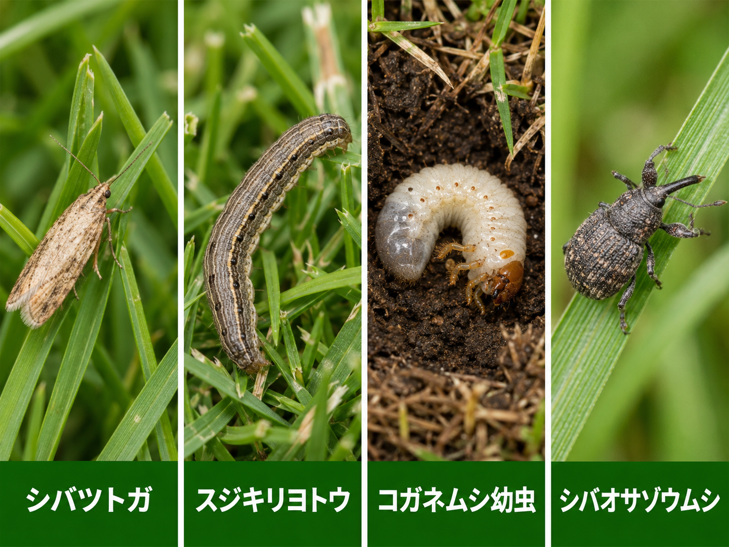 天然芝を好む虫
